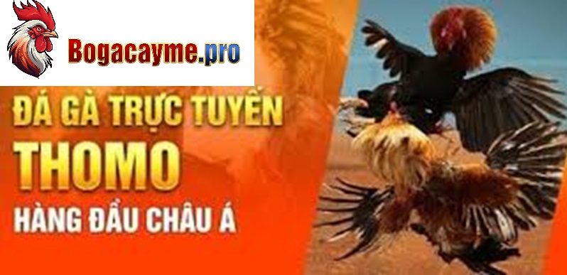 Các loại hình đá gà tại Thomo