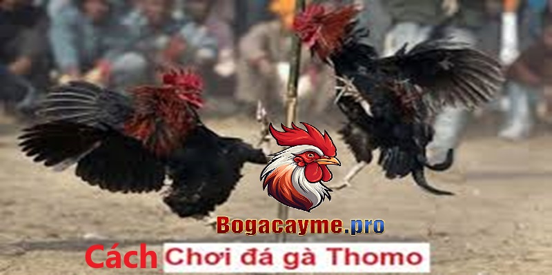 Cách chơi đá gà bồ Cây Me