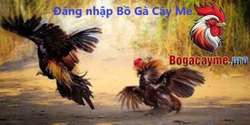 Đăng nhập Bồ gà Cây Me