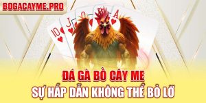 ĐÁ GÀ BỒ CÂY ME