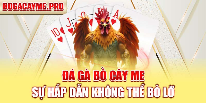 ĐÁ GÀ BỒ CÂY ME