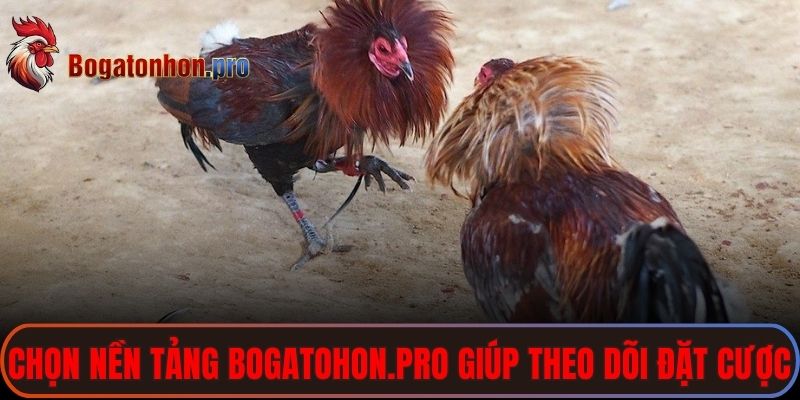 Chọn nền tảng bogatohon.pro giúp việc theo dõi đặt cược đơn giản hơn Chọn nền tảng bogatohon.pro giúp việc theo dõi đặt cược đơn giản hơn